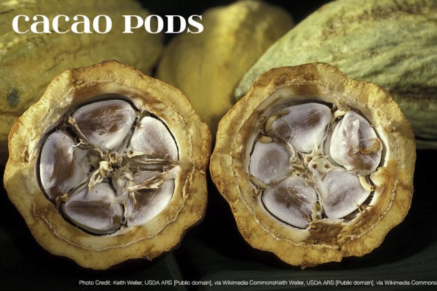 Fresh Cacao pods