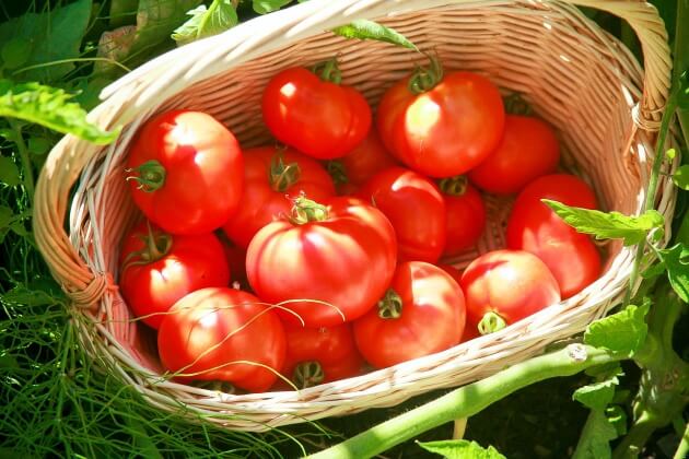 Fresh Tomatoes for Marinara Sauce